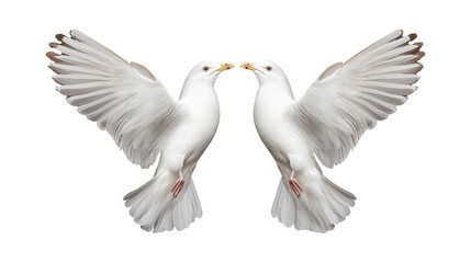 Obraz premium Two white birds facing each other with open wings