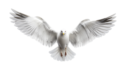 Majestic white bird in flight with outstretched wings