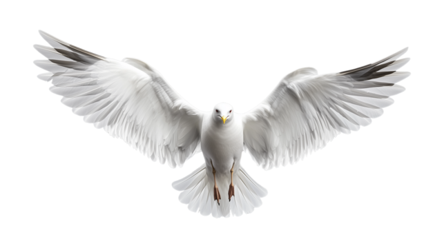 Majestic white bird in flight with outstretched wings