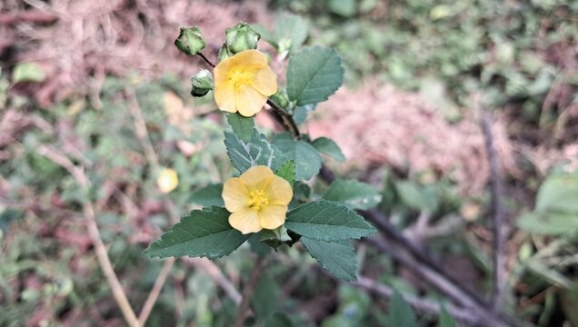 Yellow Sida Cordifolia Flowers on Green Leaves Background