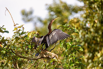 Snakebird, darter, American darter, or water turkey, Anhinga anhinga, Costa Rica