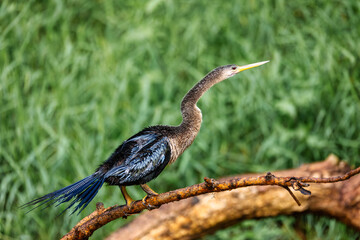 Snakebird, darter, American darter, or water turkey, Anhinga anhinga, Costa Rica