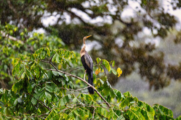 Snakebird, darter, American darter, or water turkey, Anhinga anhinga, Costa Rica