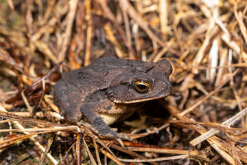 Gulf Coast toad (Incilius valliceps). Refugio de Vida Silvestre Cano Negro, Costa Rica Wildlife