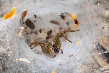 Funnel web spider - Agelenidae, Wildlife in Costa Rica.