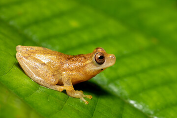 Dendropsophus microcephalus, species of frog. Refugio de Vida Silvestre Cano Negro, Costa Rica Wildlife