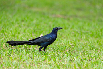 Great-tailed grackle or Mexican grackle, Quiscalus mexicanus. Rincon de la Vieja National Park, Guanacaste Province, Costa Rica