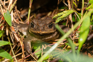 Gulf Coast toad (Incilius valliceps). Refugio de Vida Silvestre Cano Negro, Costa Rica Wildlife
