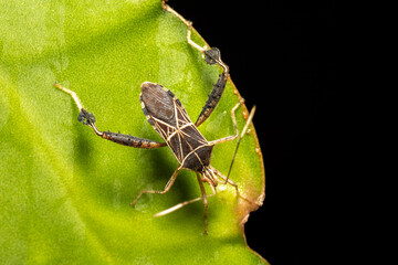 Leptoglossus subauratus, genus of true bugs. Refugio de Vida Silvestre Cano Negro, Wildlife and...