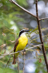 Great kiskadee, Pitangus sulphuratus, Liberia Costa Rica