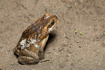 Rhinella horribilis, giant toad frog, located in Mesoamerica and north-western South America. Costa Rica wildlife