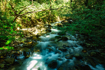 Obraz premium Stream in green Tropical Rain Forest, Rincon de la Vieja, Province, Costa Rica
