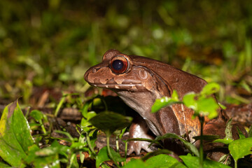 Savages thin-toed frog - Leptodactylus savagei, Refugio de Vida Silvestre Cano Negro, Costa Rica Wildlife