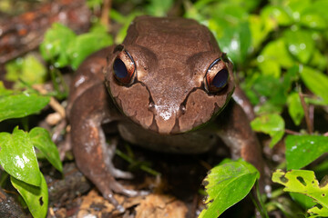 Savages thin-toed frog - Leptodactylus savagei, Refugio de Vida Silvestre Cano Negro, Costa Rica...