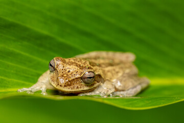 Veragua cross-banded tree frog (Smilisca sordida), species of frog. Refugio de Vida Silvestre Cano Negro, Costa Rica Wildlife.