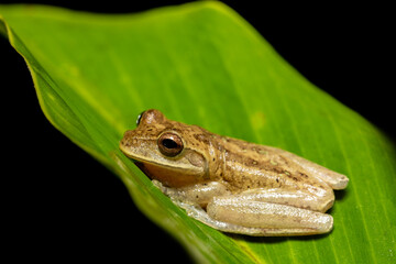 Fototapeta premium Veragua cross-banded tree frog (Smilisca sordida), species of frog. Refugio de Vida Silvestre Cano Negro, Costa Rica Wildlife.