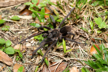 Spider, tarantula, Sericopelma melanotarsum. Curubande de Liberia, Costa Rica wildlife