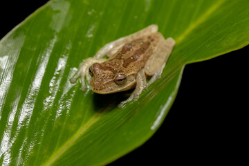 Veragua cross-banded tree frog (Smilisca sordida), species of frog. Refugio de Vida Silvestre Cano Negro, Costa Rica Wildlife.
