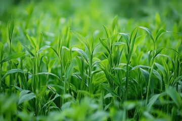 Fototapeta premium Flourishing Field of Green Gram Plants for Agricultural Use