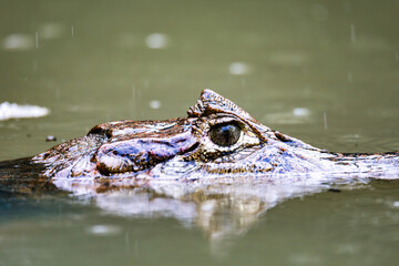 Spectacled caiman, Caiman crocodilus Cano Negro, Costa Rica.