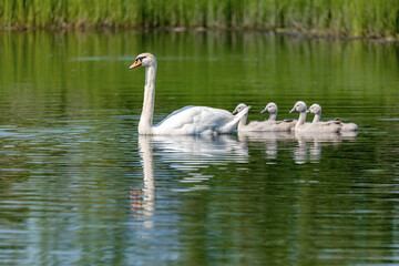 Wild bird mute swan in spring on pond. Czech Republic Europe wildlife.