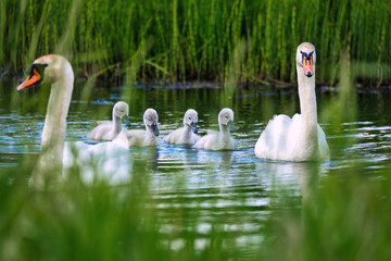 Wild bird mute swan in spring on pond. Czech Republic Europe wildlife.