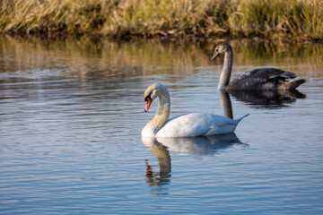 Young mute swan morning at the pond.