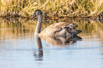 Young mute swan morning at the pond.