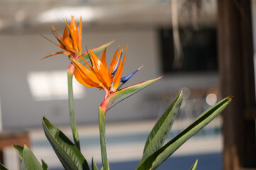 Obraz premium Vibrant bird of paradise flowers blooming in a sunny indoor space, showcasing their unique beauty and colors