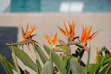 Vibrant bird of paradise blossoms showcase their stunning colors in a sunlit garden by the pool on...