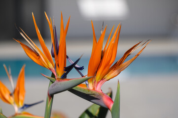 Vibrant bird of paradise flowers showcasing their fiery colors near a serene blue pool