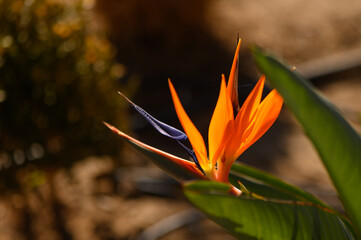 Vibrant bird of paradise flower blooming under warm sunlight in a serene garden setting