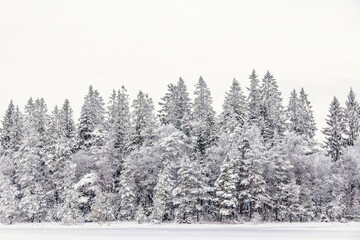 Coniferous forest by a snow covered lake a cold winter day