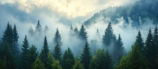 Fototapeta premium Misty mountain forest with tall pine trees and clouds.