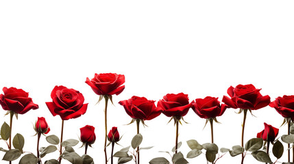 Beautiful red roses field closeup. Floral border.