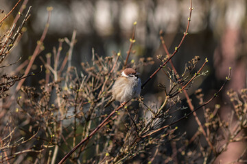 Close up portrait of a European sparrow (Passer domesticus) sitting on a branch in a city park on a...