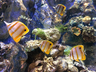 Four Yellow and White Striped Butterfly Fish in a Reef Tank.
