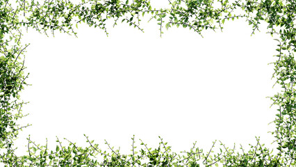 Fresh green leaves and flower frame isolated with transparent background