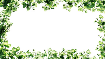 Fresh green leaves and flower frame isolated with transparent background