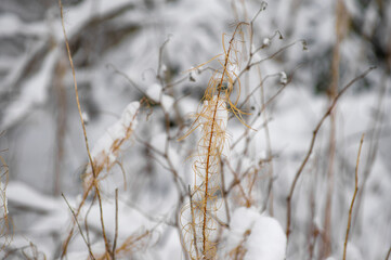 Delicate and serene beauty of a snow-covered landscape. Thin, dried plant stems standing tall against a blurred snowy background. The plants are adorned with intricate curls and loops. Saula, Estonia.