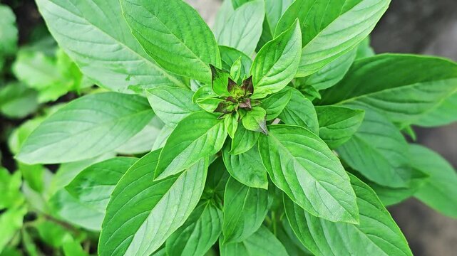 Basil leaves