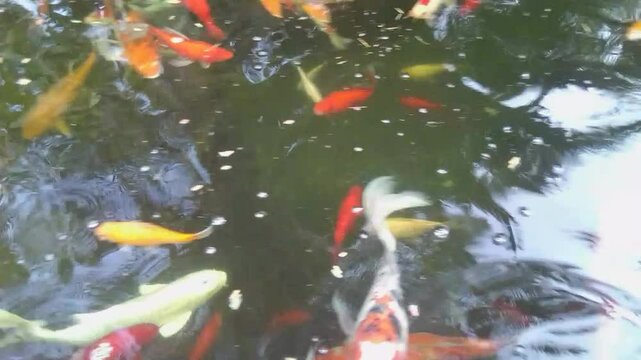 Cyprinus carpio koi. Carpas koi. Nishikigoi. 