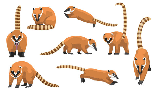 Coati Nasua Various Poses Cartoon Vector Character