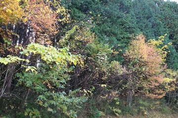 Fototapeta premium 秋の始まり