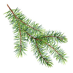 Green fir branch, hand drawn watercolor detailed illustration