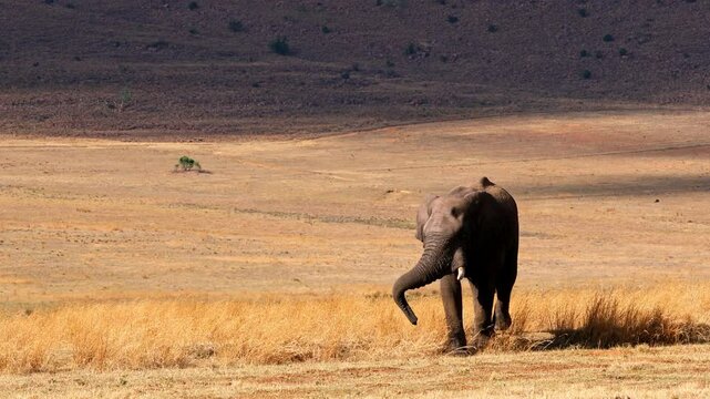 Majestic African elephant bull walking across open grass plain