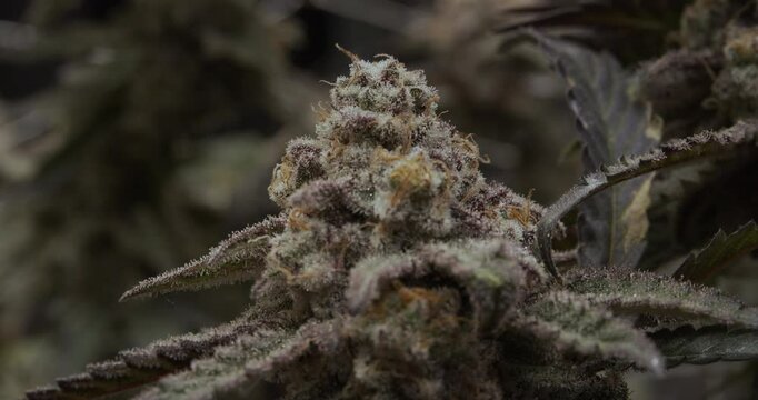 A sharp, detailed, high-quality 4K close-up of a cannabis flower covered in trichomes, ready for harvest. The crystal-clear shot showcases the intricate details of the cannabis bud.