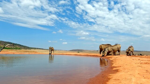 Common warthogs at waterhole on hot African summer's day drink water
