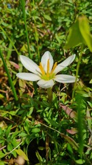 Fototapeta premium white and yellow flower