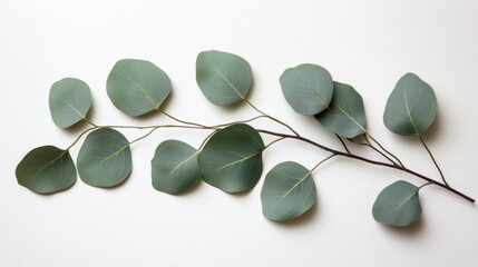 A single eucalyptus branch with rounded green leaves, arranged neatly on a clean white surface 